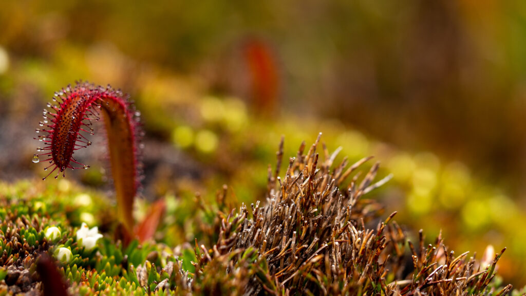 Drosera arcturi