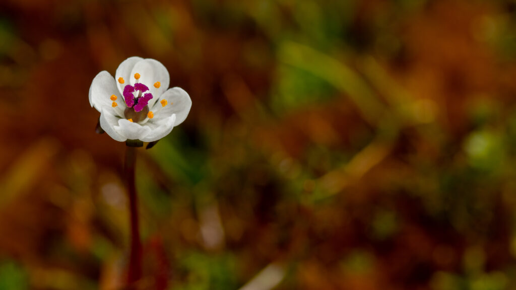 Drosera arcturi