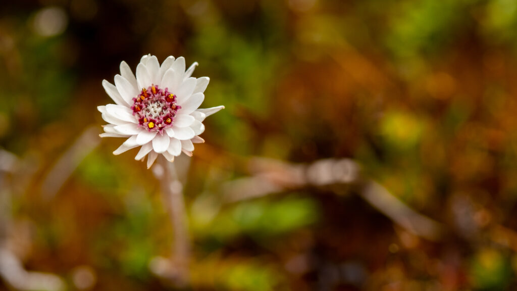 Helichrysum milliganii