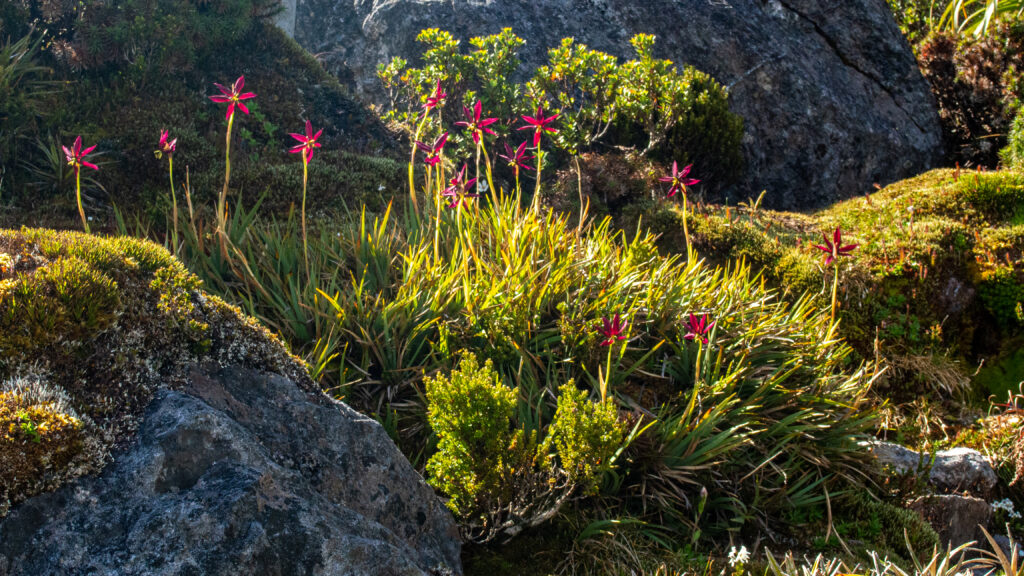 Isophysis tasmanica
